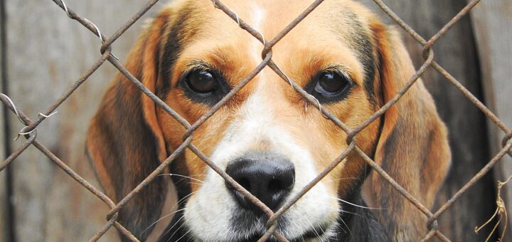 Hunde in Zypern